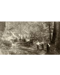 Horse Logging near Bridal Veil - Towne
