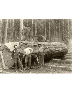 Jack Screw Men Yarding a Large Log - Ford