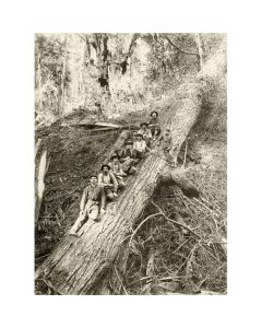 Logging - Eight on a Log - Ford