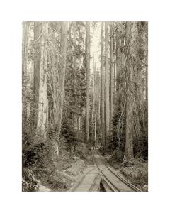 Benson Logging Railroad Through Tall Trees - Ford