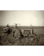 Harvesting Rice, Wallis Tractor, Moline Reaper (#2) - Meiser