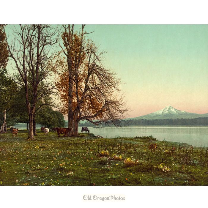 Mt. Hood from the Columbia River - Detroit Photographic Co.