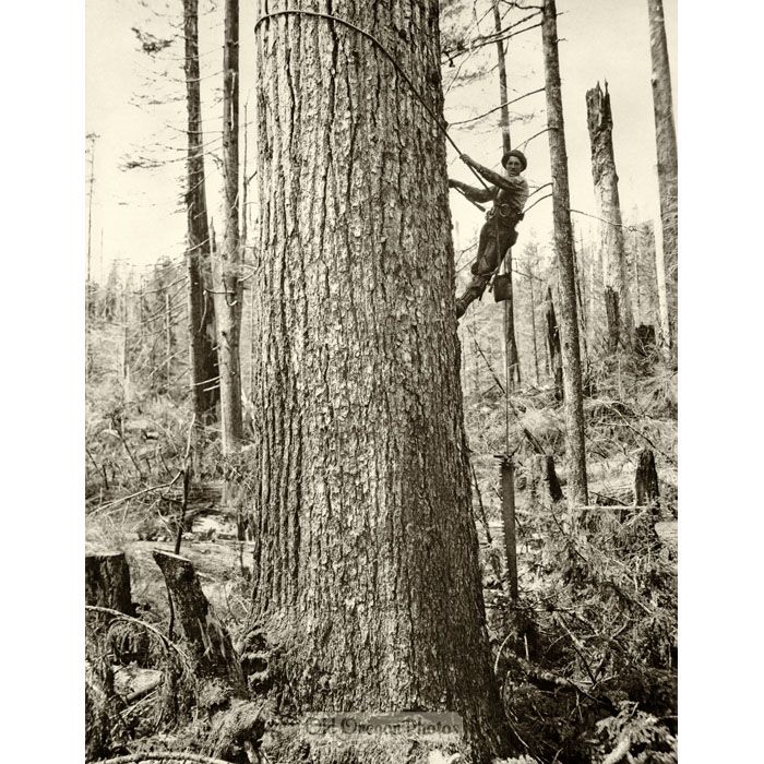 Logging - High Climber Alex Hallgren Scales a Spar Tree - Weister