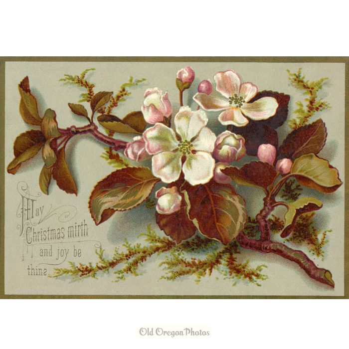 Vintage Christmas Card - Dogwood Flowers