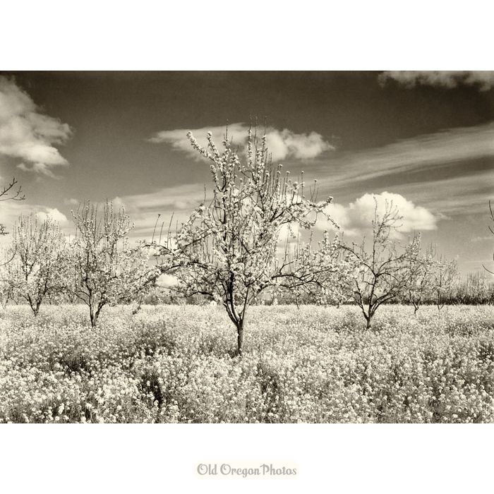 Spring Orchards - Eddy