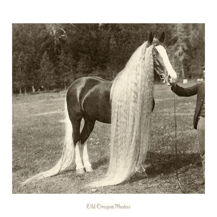 Linus the Circus Horse, Bred in Oregon - Olive