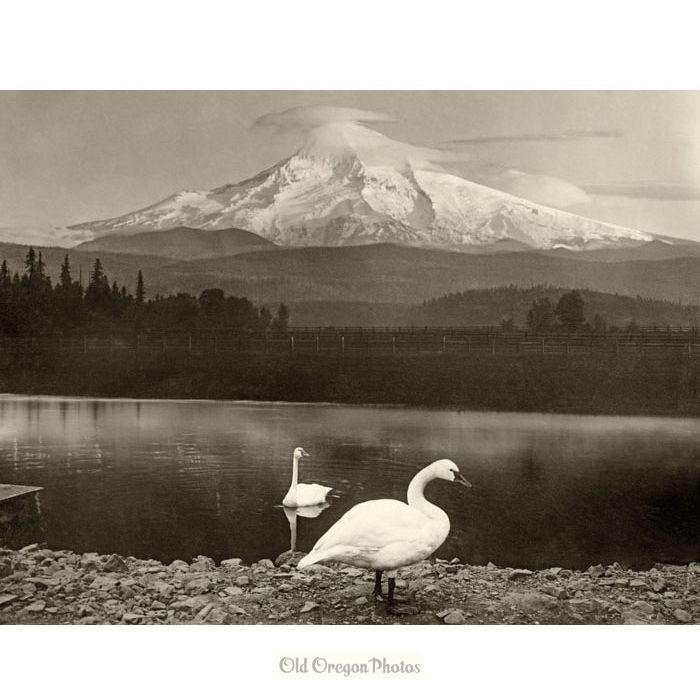 Mt. Hood from a Distant Lake, with Swans - Meiser