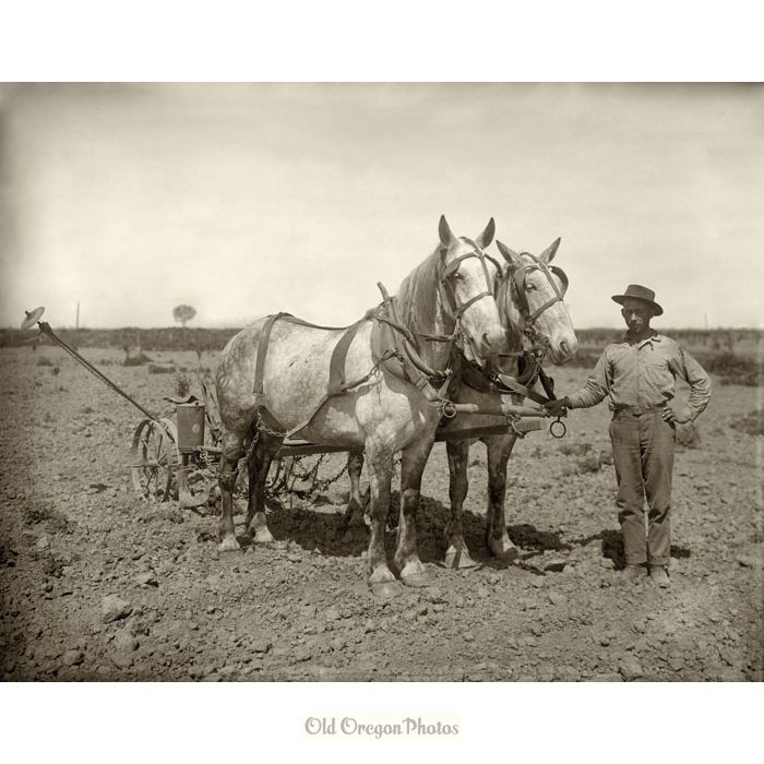 Horse-drawn Two-row Corn Planter - Meiser