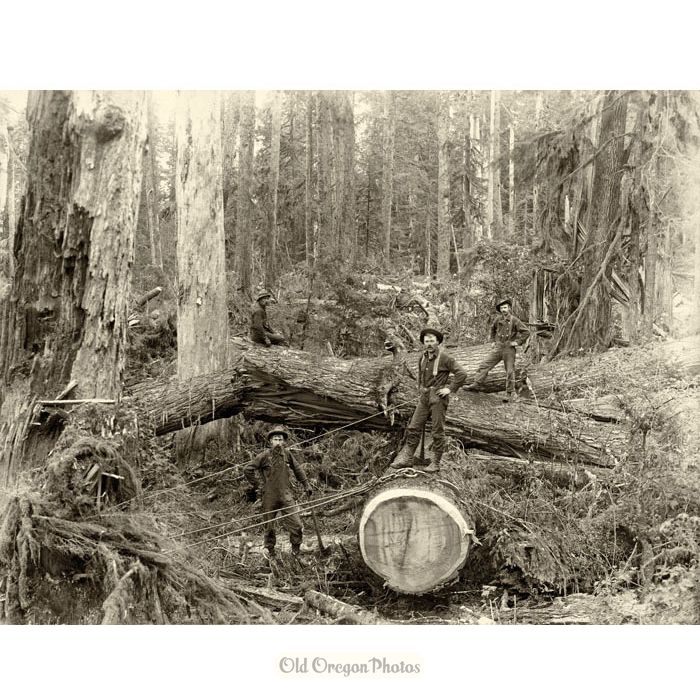 Logging - Choker Setters at Work, Deep in the Woods - Ford