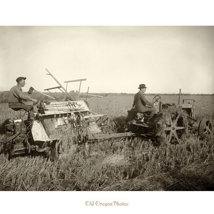 Harvesting Rice, Wallis Tractor, Moline Reaper (#1) - Meiser