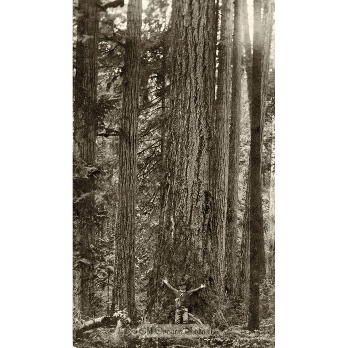 Big Trees in Oregon - Partridge