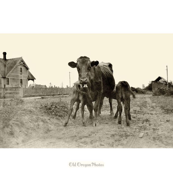 Cow & Calves on 13th Street in Willamette