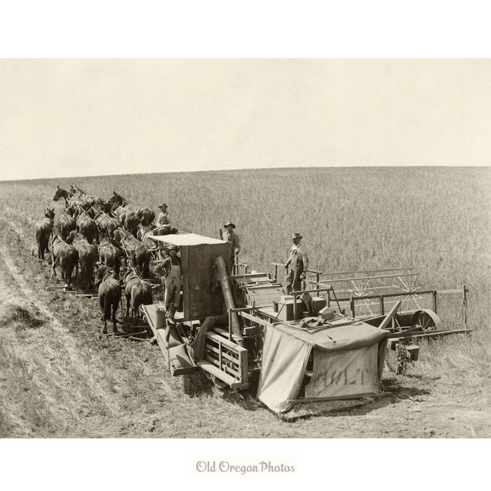 Holt Combine Harvester Pulled by Mules - Raymond