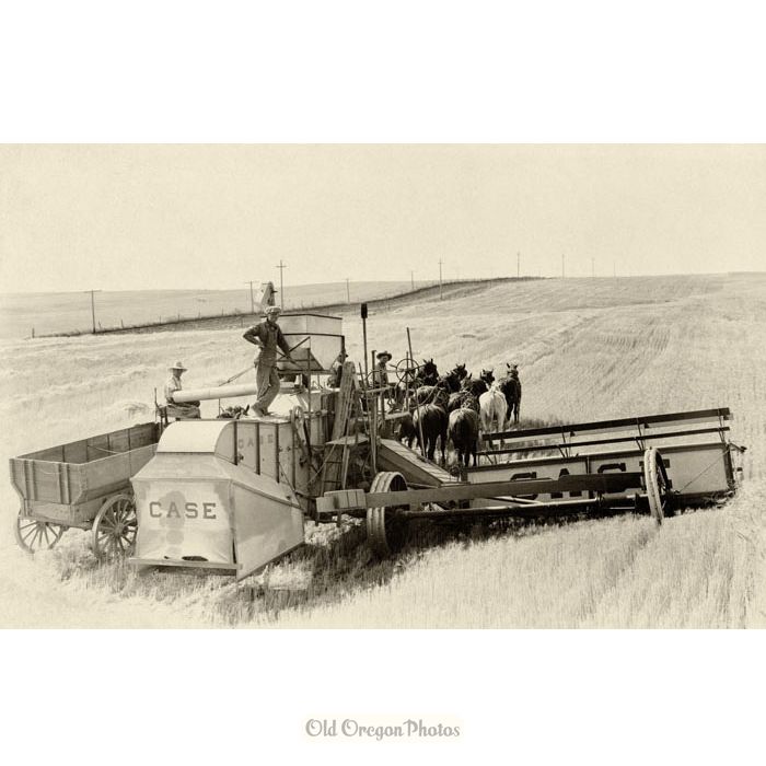 Case Combine Harvester and Crew - Raymond
