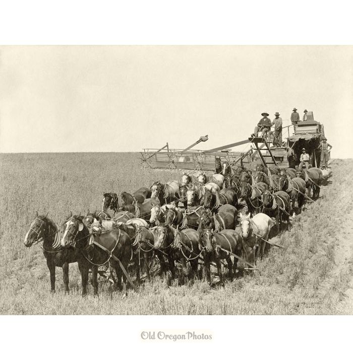 32 Horses Pulling a Holt Bros. Side-hill Harvester - Raymond