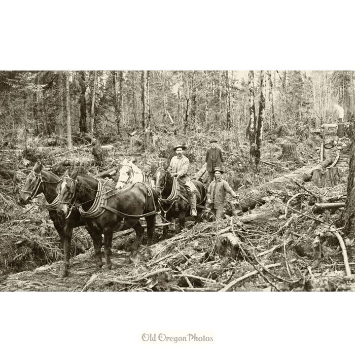 Logging - Hauling Logs out with Mules - Ford