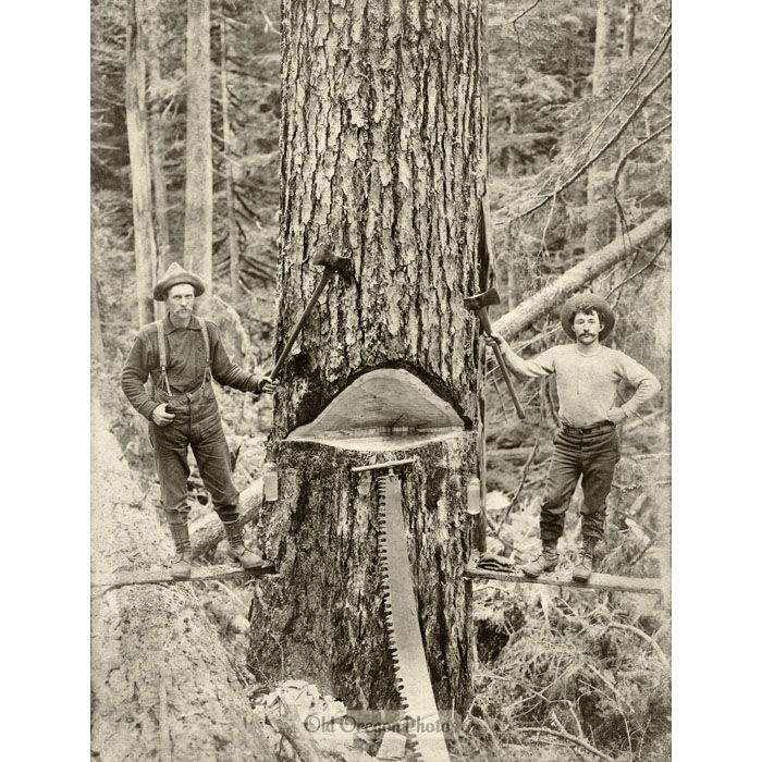 Logging - Falling Fir Trees - Ford