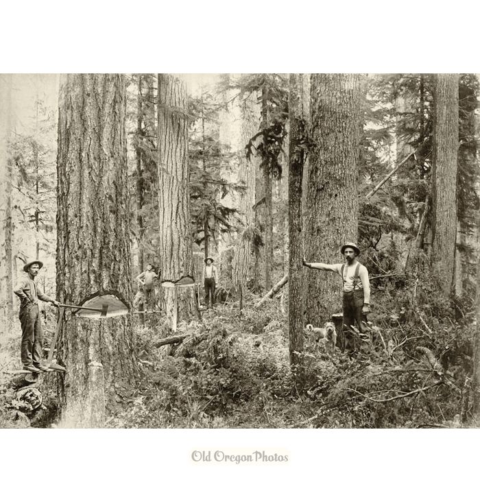 Logging - At Work in the Woods - Ford