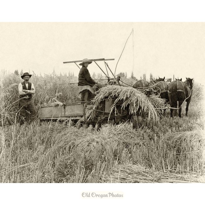 Harvesting Wheat Near Canby