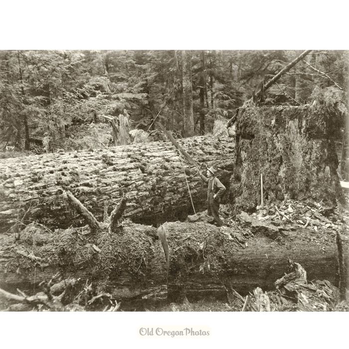 Logging - Bucker Ready to Crosscut a Ten-foot Diameter Fir - Kinsey