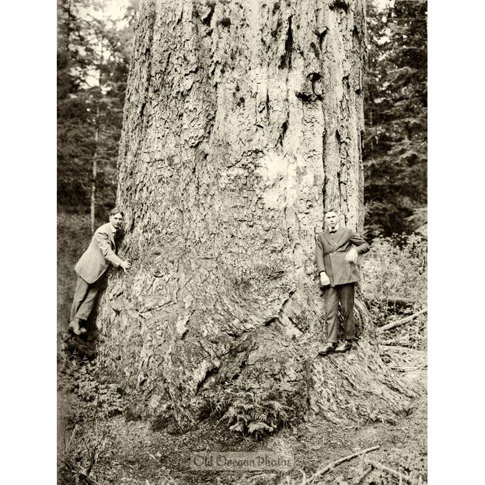 The Largest Fir Tree in Washington - Clark Kinsey