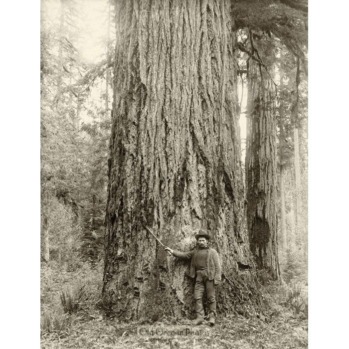 Logging - Douglas Fir, Twelve Feet in Diameter - Ford