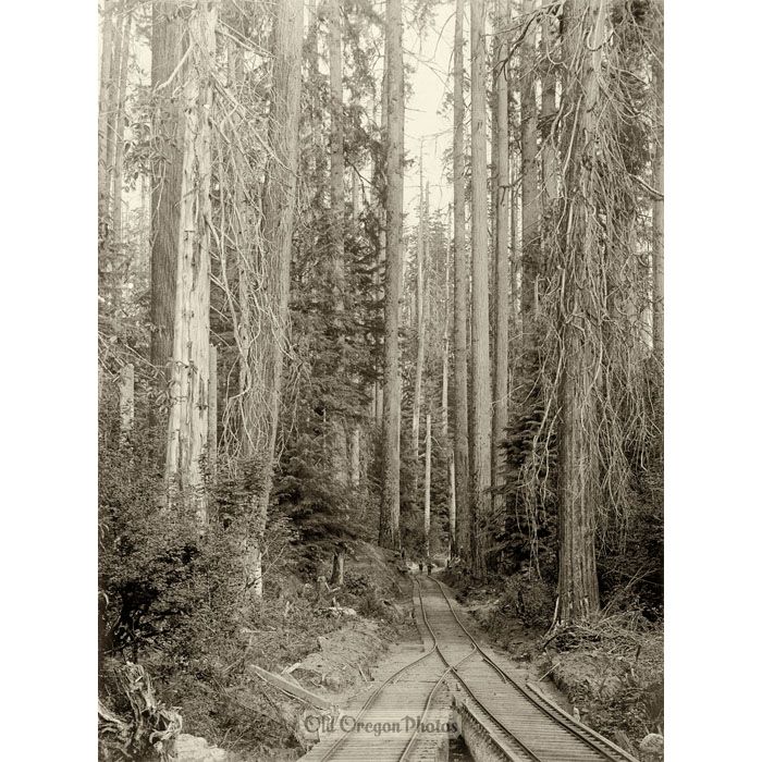 Benson Logging Railroad Through Tall Trees - Ford