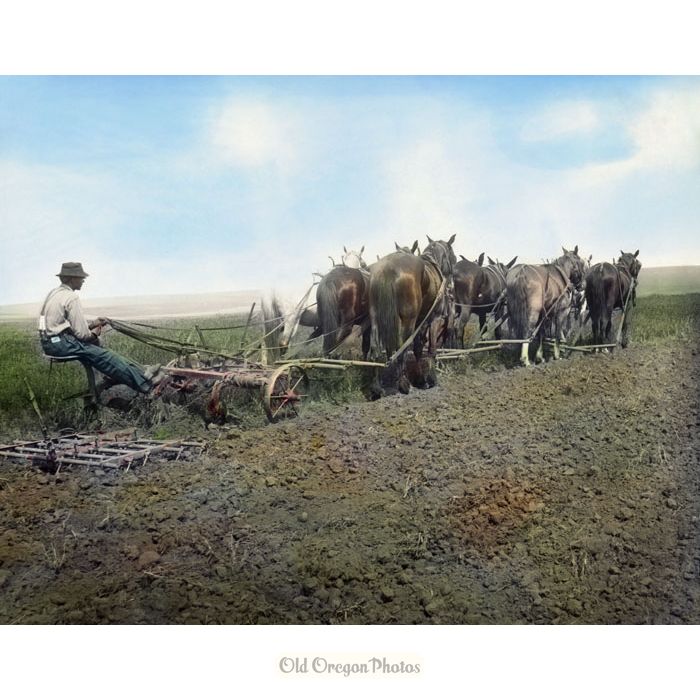 Plowing and Harrowing, Gilliam County - Weister