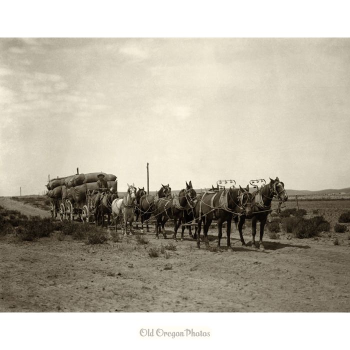 Hauling Wool in Harney County - A. D. Browning