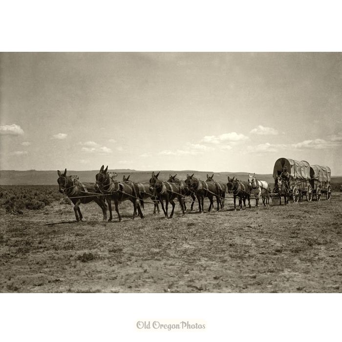 Island Ranch, Twelve Mule Team - A. D. Browning