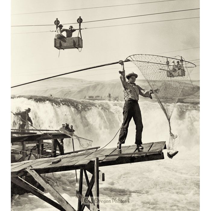 Fishing with a Dip-net at Celilo Falls - 1942